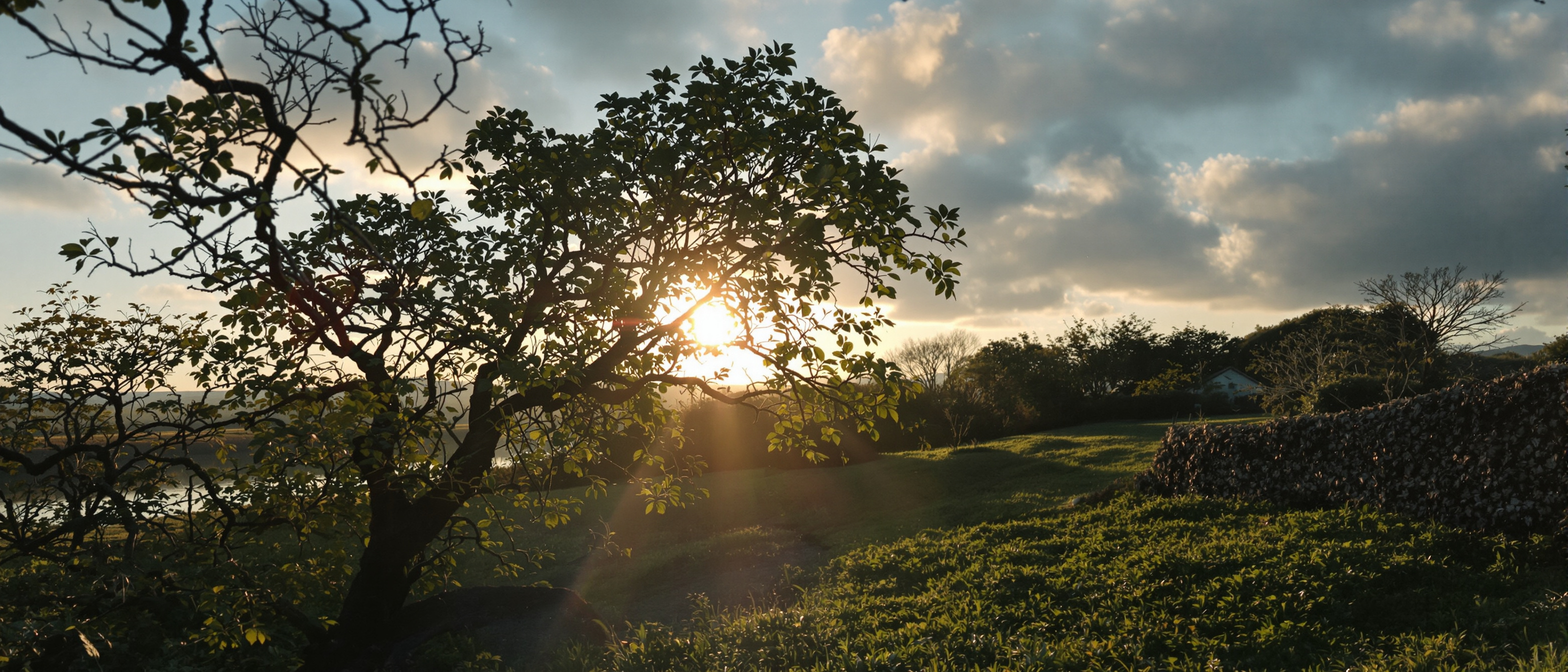 Oxford's natural canopy and mature trees